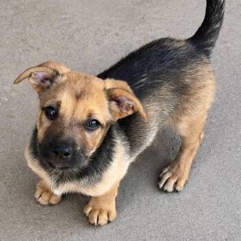 Harley -  Mixed Breed Dog for Adoption in Brewton, Alabama - Harley | PetCurious