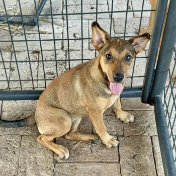 Rescue Shepherd Dogs for Adoption in Harlingen, Texas - Birdie | PetCurious