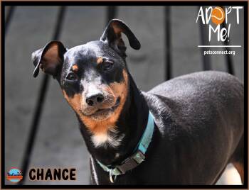 Chance -  Miniature Pinscher Dog for Adoption in South Bend, Indiana - Chance | PetCurious
