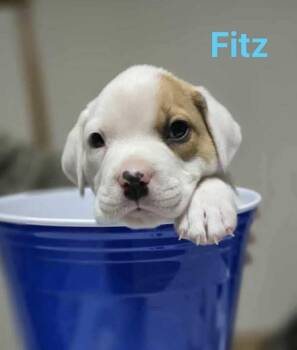 Rescue Pit Bull Terrier and Anatolian Shepherd Dogs for Adoption in Shawnee, Oklahoma - Fitz | PetCurious