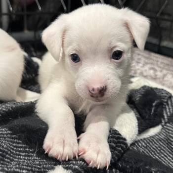 Macchiato -  Chihuahua and Rat Terrier Dog for Adoption in Park Row, Texas - Macchiato | PetCurious