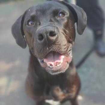 Pax -  Black Labrador Retriever Dog for Adoption in Jersey City, New Jersey - Pax | PetCurious