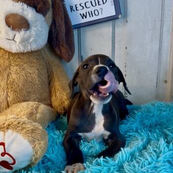Levi -  Labrador Retriever and Coonhound Dog for Adoption in Atlanta, Texas - Levi | PetCurious