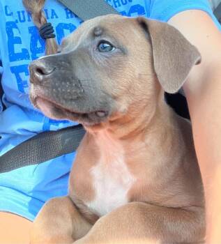 Bandit -  Black Mouth Cur and Staffordshire Bull Terrier Dog for Adoption in Columbia, Illinois - Bandit | PetCurious
