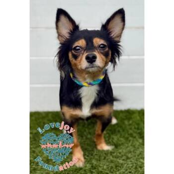 Beebee COH -  Papillon and Chihuahua Dog for Adoption in Inglewood, California - Beebee COH | PetCurious