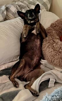 Chihuahua Dogs Available for Adoption in Osteen, Florida - Reese Cup | PetCurious