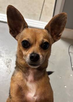 Rescue Chihuahua Dogs for Adoption in Hartford City, Indiana - Uggie | PetCurious