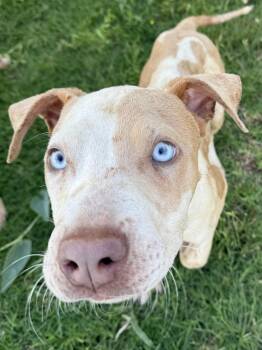 Thor -  Pit Bull Terrier Dog for Adoption in Dripping Springs, Texas - Thor | PetCurious