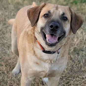 Black Mouth Cur Dogs Available for Adoption - Rooster | PetCurious