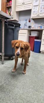Banjo -  Mixed Breed Dog for Adoption in Danielsville, Georgia - Banjo | PetCurious