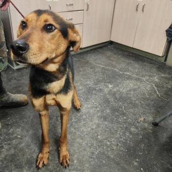 German Shepherd Dog Dogs Available for Adoption - Smokey | PetCurious