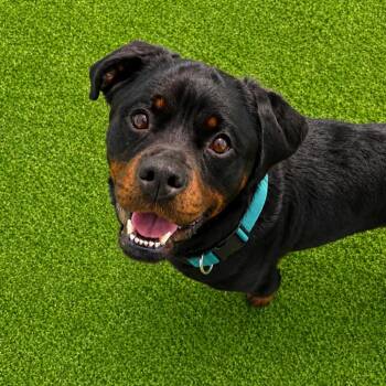 Nolan -  Rottweiler and Mixed Breed Dog for Adoption in Binghamton, New York - Nolan | PetCurious