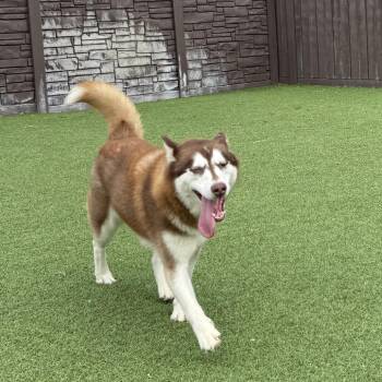 Ginger 4311 -  Siberian Husky Dog for Adoption in Loxahatchee Groves, Florida - Ginger 4311 | PetCurious