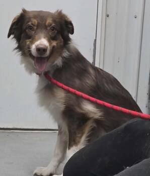 Australian Shepherd Dogs Available for Adoption in Hillsdale, Indiana - Rebecca | PetCurious