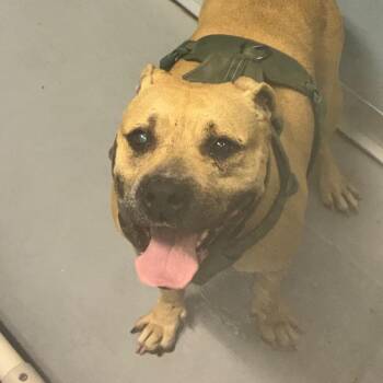 Dolly Parton -  Mixed Breed Dog for Adoption in Philadelphia, Pennsylvania - Dolly Parton | PetCurious