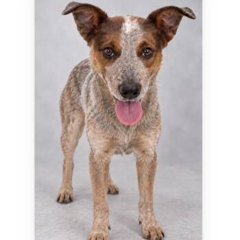 Randy -  Cattle Dog Dog for Adoption in Phoenix, Arizona - Randy | PetCurious