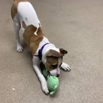 Bull Terrier and Boxer Dogs Available for Adoption - SESAME | PetCurious