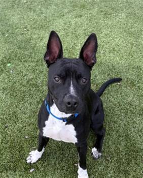 Rescue Pit Bull Terrier Dogs for Adoption in Pearland, Texas - BAT MAN | PetCurious
