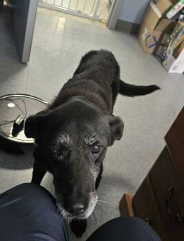 Rescue Labrador Retriever Dogs for Adoption in Evansville, Indiana - Judith | PetCurious