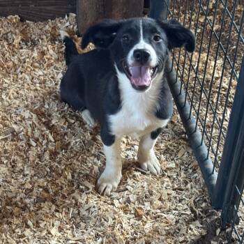 Rescue Labrador Retriever Dogs for Adoption in Anahuac, Texas - Henny | PetCurious