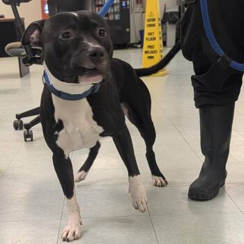 Cassidy -  Mixed Breed Dog for Adoption in Philadelphia, Pennsylvania - Cassidy | PetCurious