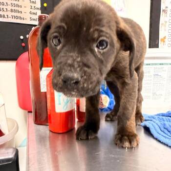 Plott Hound Dogs Available for Adoption - Spike | PetCurious