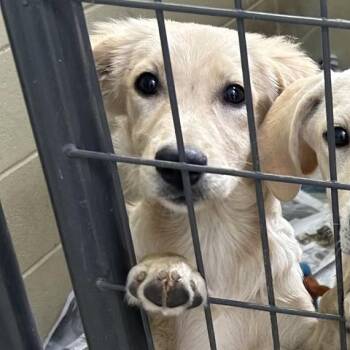 Kelpie -  Yellow Labrador Retriever and Golden Retriever Dog for Adoption in Clarksville, Virginia - Kelpie | PetCurious