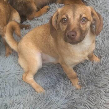 Cagney -  Dachshund Dog for Adoption in Oakland, California - Cagney | PetCurious