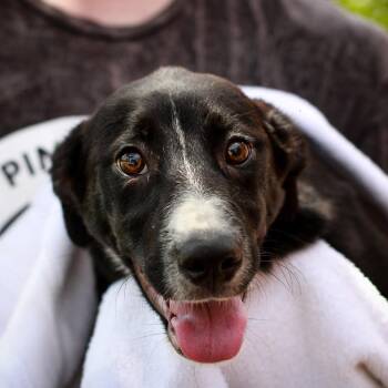 Poppy -  Australian Cattle Dog Blue Heeler and Retriever Dog for Adoption in Hattiesburg, Mississippi - Poppy | PetCurious