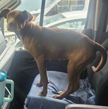 Pebbles Flintstone -  Mixed Breed Dog for Adoption in Mobile, Alabama - Pebbles Flintstone | PetCurious