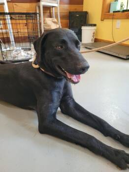 Max -  Black Labrador Retriever Dog for Adoption in Lawrenceburg, Tennessee - Max | PetCurious