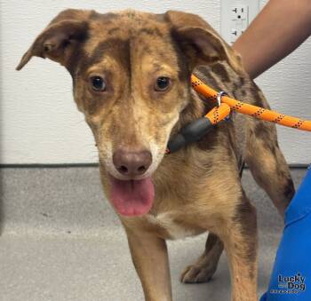 Rescue Catahoula Leopard Dog and Labrador Retriever Dogs for Adoption in Washington, District Of Columbia - Abby | PetCurious