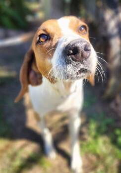 Rescue Foxhound Dogs for Adoption in Manhasset, New York - Mason | PetCurious