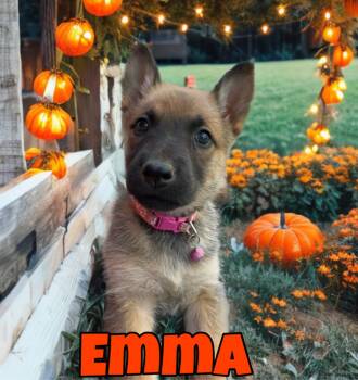 Rescue Belgian Shepherd Malinois Dogs for Adoption in Perris, California - EMMA | PetCurious