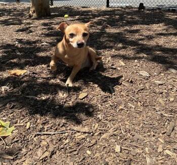 A199052 -  Chihuahua Dog for Adoption in Fremont, California - A199052 | PetCurious