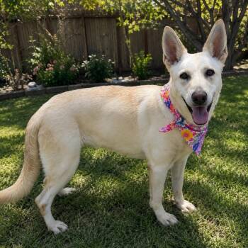 Luna GS -  German Shepherd Dog Dog for Adoption in Lucas, Texas - Luna GS | PetCurious