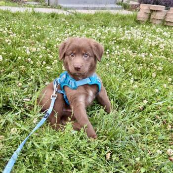 Beckham -  Australian Shepherd and Retriever Dog for Adoption in Shakopee, Minnesota - Beckham | PetCurious