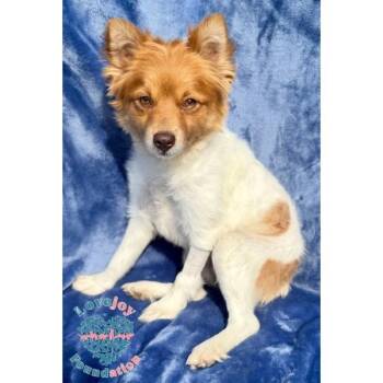 Pomsky Dogs Available for Adoption in Inglewood, California - Cinnamon | PetCurious