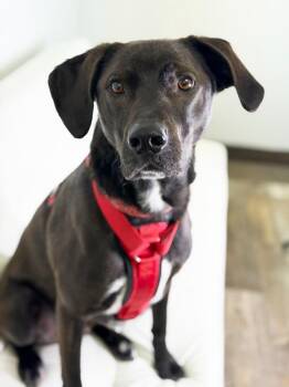 German Shorthaired Pointer and English Springer Spaniel Dogs Available for Adoption in Savage, Minnesota - Walnut | PetCurious