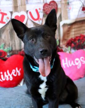 German Shepherd Dog and Labrador Retriever Dogs Available for Adoption in Kansas City, Missouri - Trejo | PetCurious
