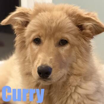 Shepherd and Husky Dogs Available for Adoption in Ellicott City, Maryland - Curry | PetCurious
