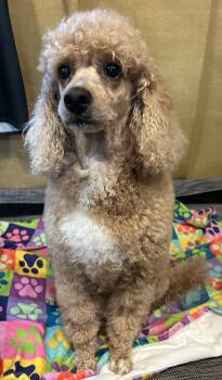 Poodle Dogs Available for Adoption in Pacolet, South Carolina - Presley Apr 26 | PetCurious