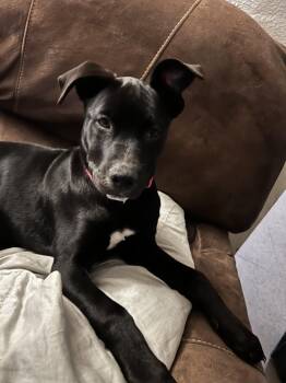 Black Labrador Retriever Dogs Available for Adoption - Nova  | PetCurious
