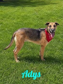 Adys -  German Shepherd Dog and Hound Dog for Adoption in Westbury, New York - Adys | PetCurious