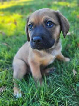 Spring -  Australian Cattle Dog Blue Heeler and Mastiff Dog for Adoption in Pottstown, Pennsylvania - Spring | PetCurious