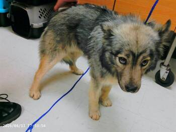 Keeshond and Mixed Breed Dogs Available for Adoption in Oroville, California - SARGE | PetCurious