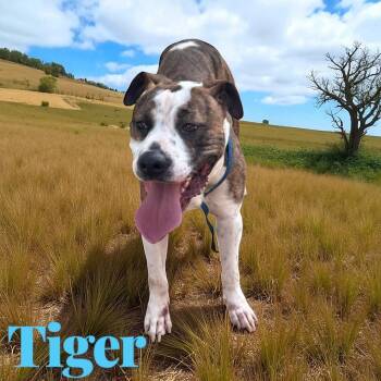 Rescue American Bulldog and Pit Bull Terrier Dogs for Adoption in Chuckey, Tennessee - Tiger - NJ | PetCurious