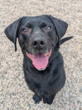 Jack -  Black Labrador Retriever Dog for Adoption in New Ulm, Minnesota - Jack | PetCurious