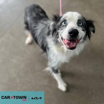 Australian Shepherd Dogs Available for Adoption - Ozzy | PetCurious