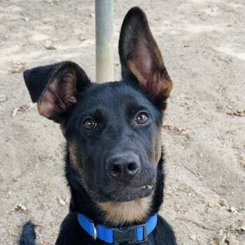 Balto -  Doberman Pinscher and Mixed Breed Dog for Adoption in Ojai, California - Balto | PetCurious